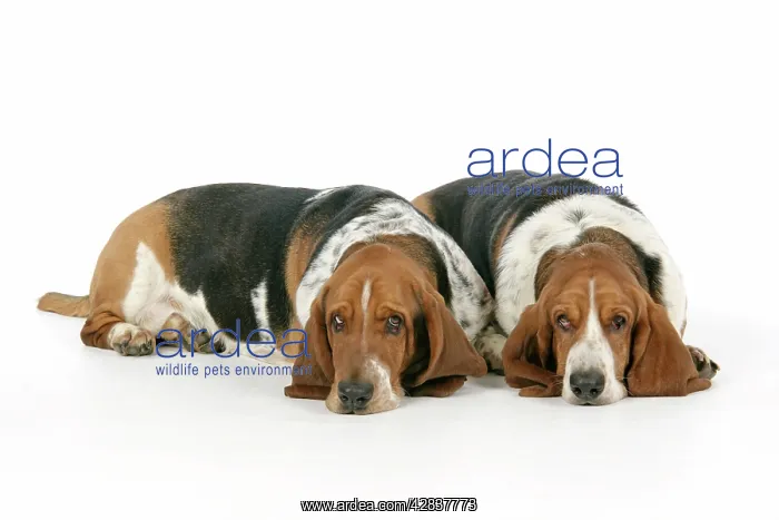 : DOG. Basset hounds lying down together : DOG. Basset hounds lying down together