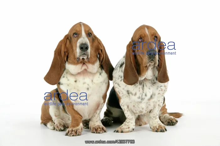 : DOG. Basset hounds sitting down together : DOG. Basset hounds sitting down together