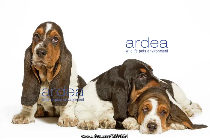  : Dog - three Basset Hounds in studio