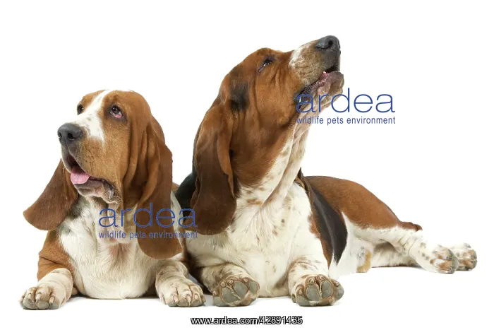  : Dog - two Basset Hounds in studio