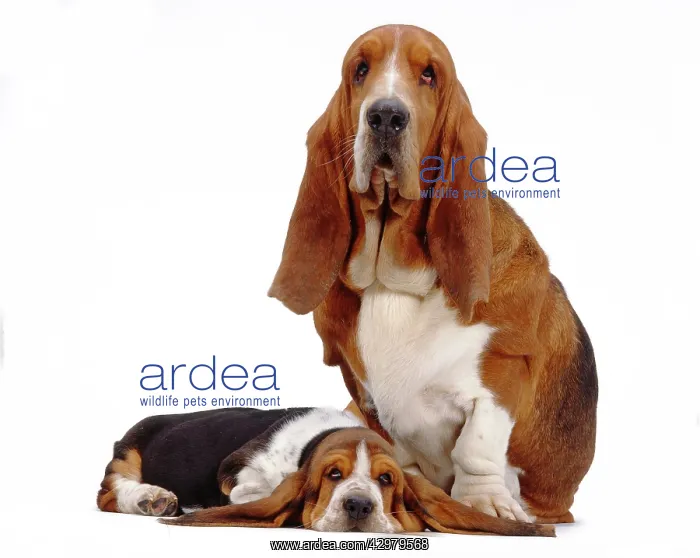 : Dog - Bassett Hound - mother and her puppy : Dog - Bassett Hound - mother and her puppy