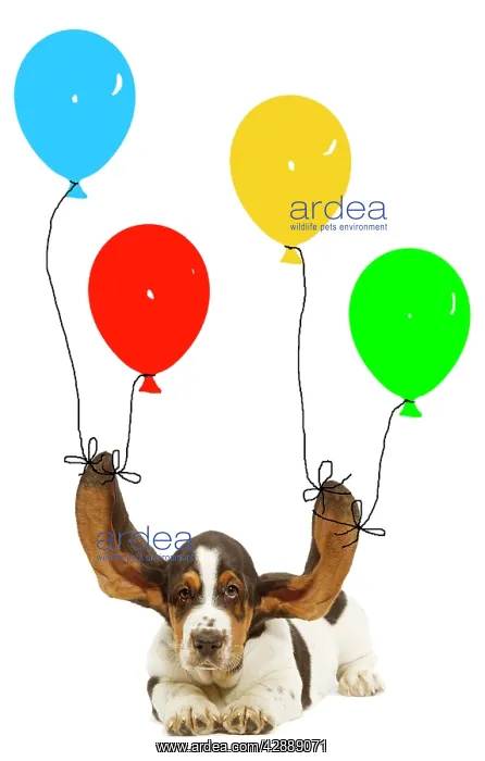 : Dog - Bassett hound puppy with ears being held : Dog - Bassett hound puppy with ears being held