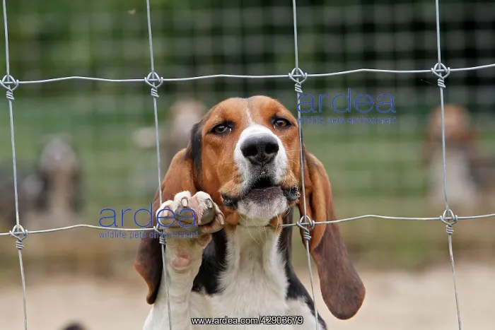 : Dog - Bassett Hound - used for hunting : Dog - Bassett Hound - used for hunting