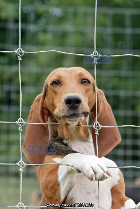  : Dog - Bassett Hound - used for hunting