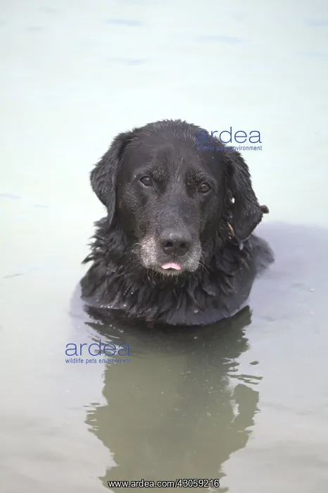 : Dog bathing France : Dog bathing France