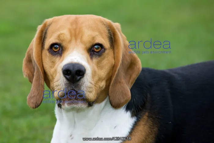  : Dog - Beagle