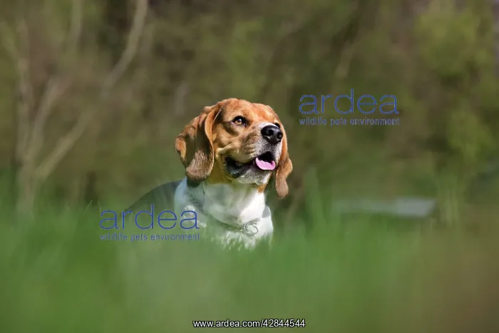  : Dog - Beagle