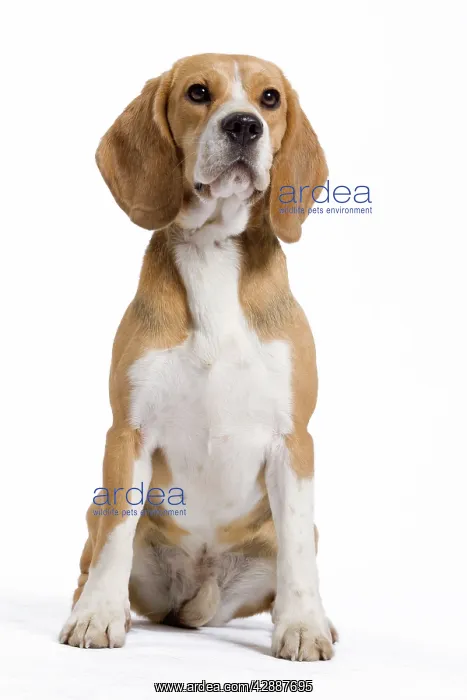  : Dog - Beagle