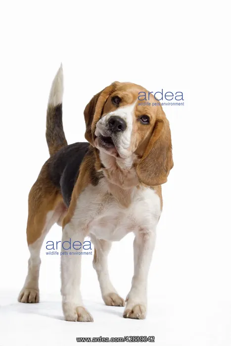 : Dog - Beagle : Dog - Beagle