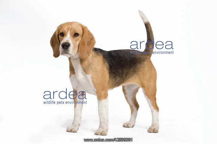  : Dog - Beagle