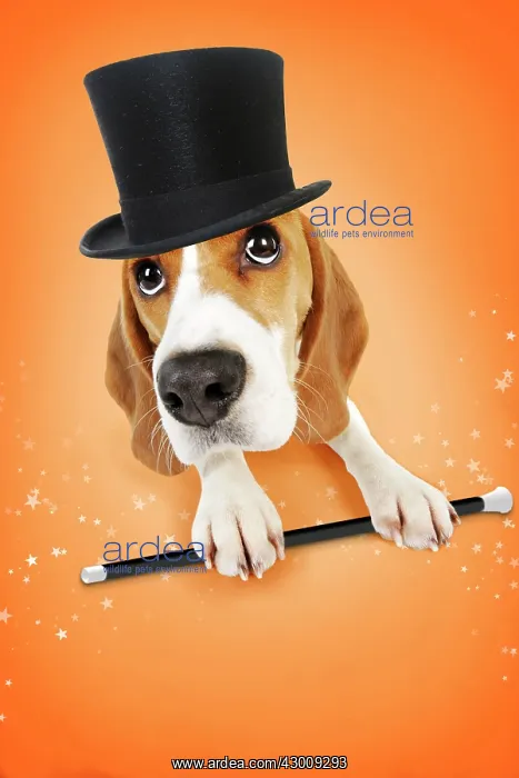: Dog - Beagle : Dog - Beagle
