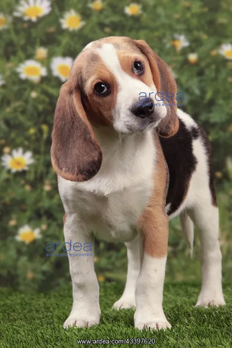  : Dog - Beagle