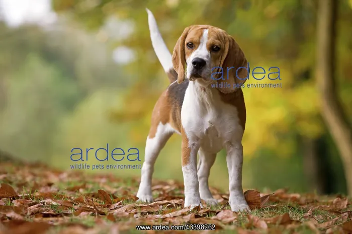  : Dog - Beagle