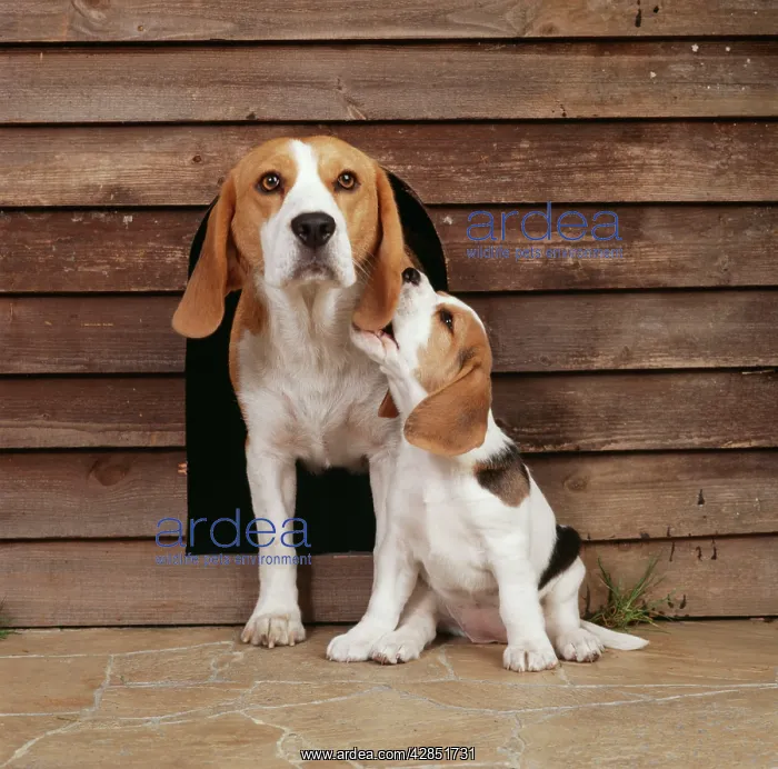 : DOG - Beagle / English Beagle. Adult and sitting puppy : DOG - Beagle / English Beagle. Adult and sitting puppy