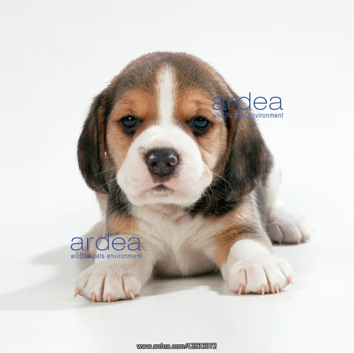  : DOG - Beagle  /  English Beagle. puppy, lying, facing