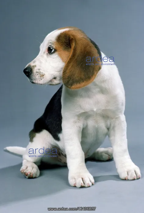 : DOG - Beagle / English Beagle, puppy : DOG - Beagle / English Beagle, puppy