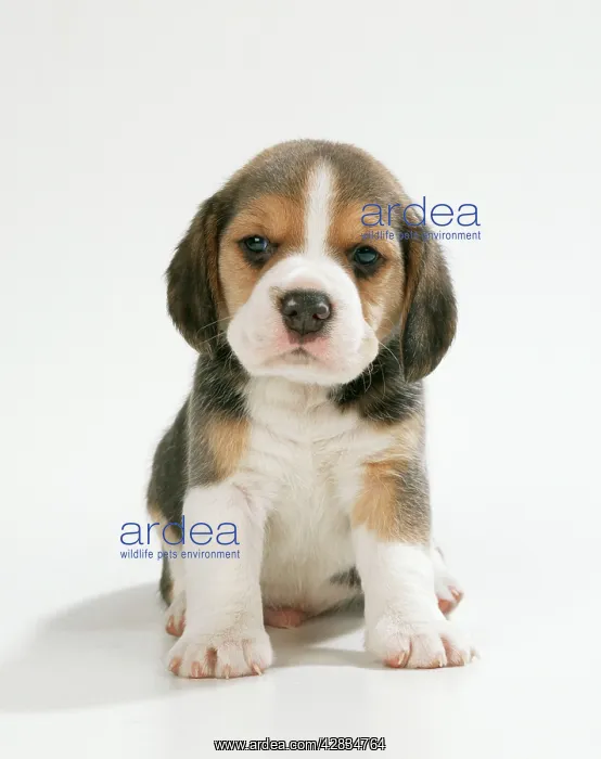 : DOG - Beagle / English Beagle. Puppy, sitting : DOG - Beagle / English Beagle. Puppy, sitting