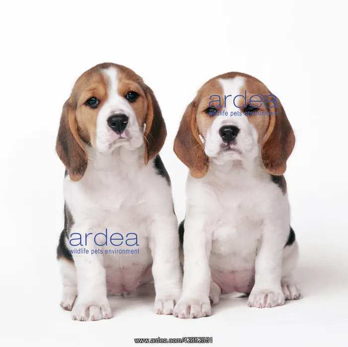  : DOG - Beagle  /  English Beagle x2 puppies, sitting