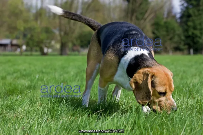  : Dog - Beagle in garden