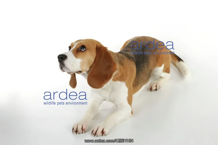 : Dog - Beagle - lying down : Dog - Beagle - lying down