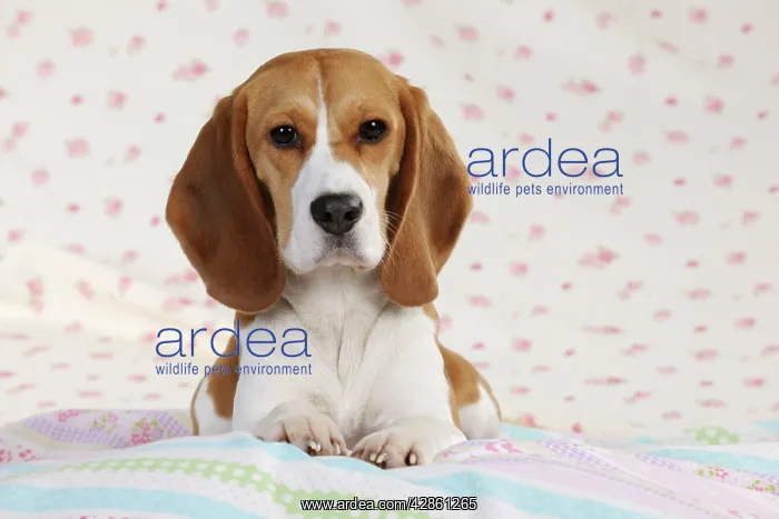  : Dog - Beagle - lying down