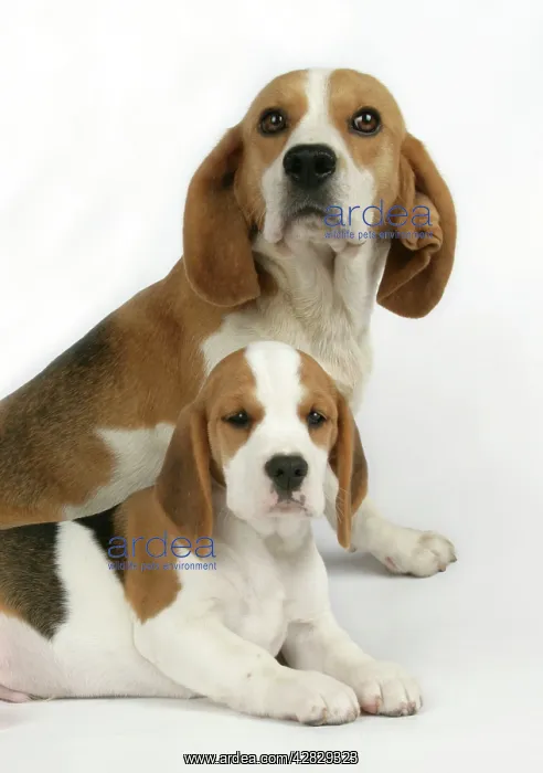  : Dog - Beagle Mother and Puppy lying down