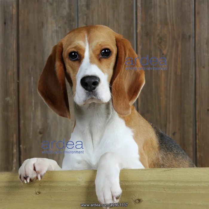  : Dog - Beagle - peaking over gate