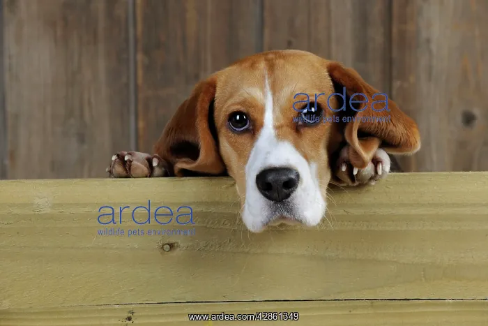  : Dog - Beagle - peaking over gate