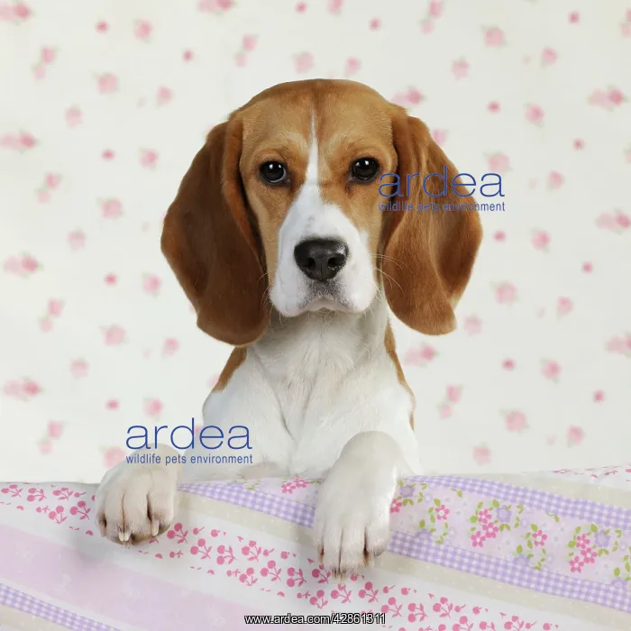  : Dog - Beagle - peaking over sofa