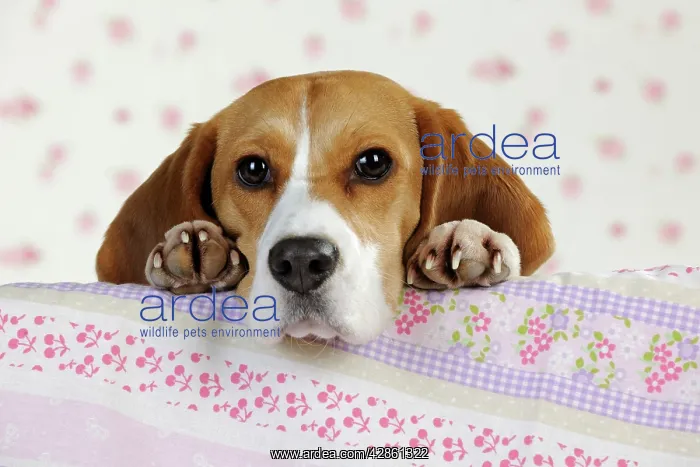  : Dog - Beagle - peaking over sofa