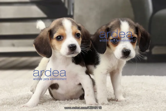  : Dog Beagle puppies