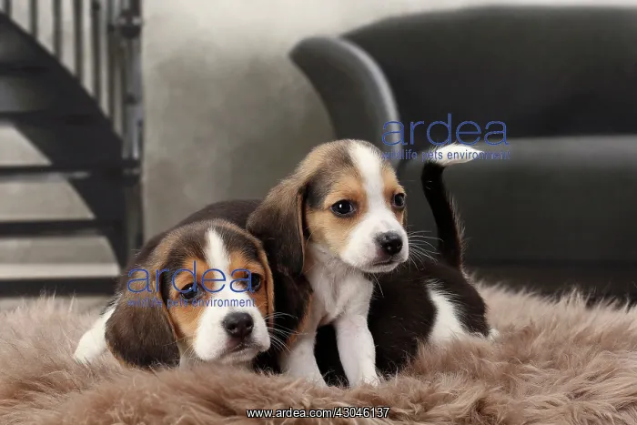  : Dog Beagle puppies