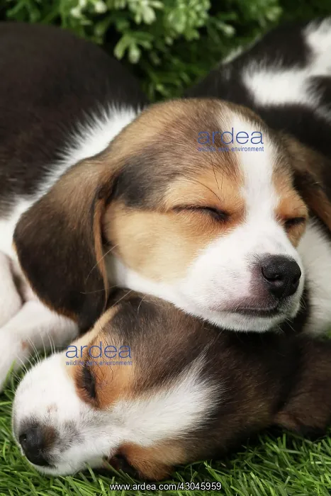  : Dog Beagle puppies asleep