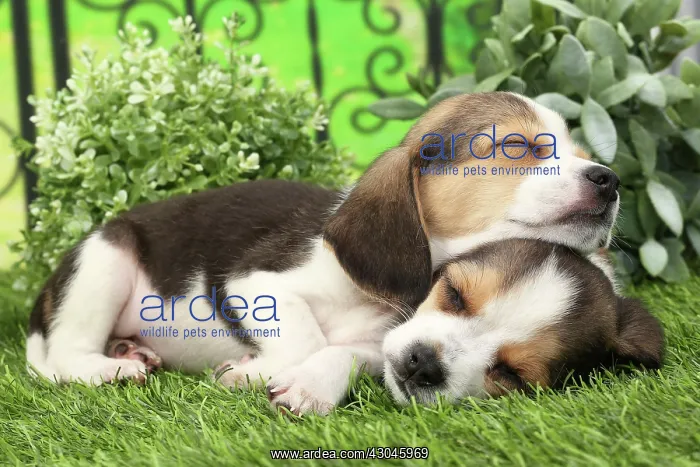  : Dog Beagle puppies asleep