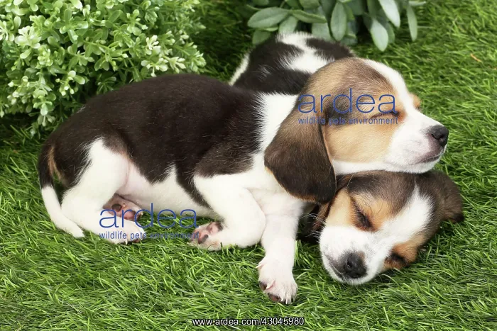  : Dog Beagle puppies asleep