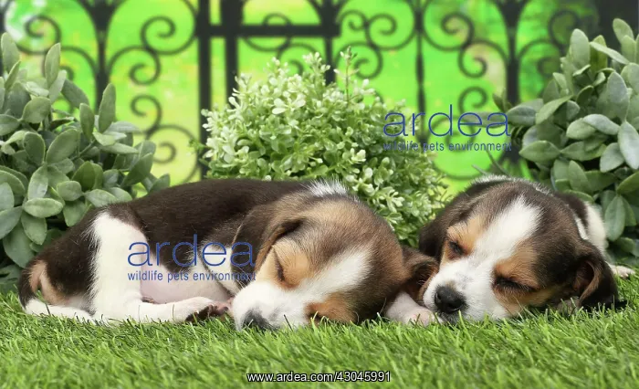 : Dog Beagle puppies asleep : Dog Beagle puppies asleep