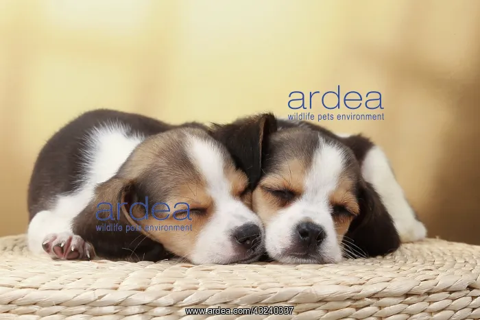  : Dog Beagle puppies asleep