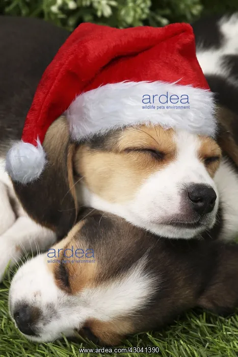 : Dog, Beagle puppies asleep, one wearing Christmas : Dog, Beagle puppies asleep, one wearing Christmas
