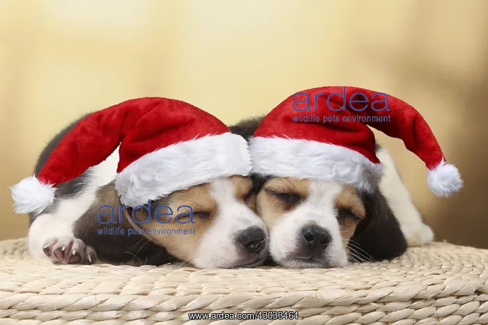 : Dog - Beagle puppies asleep wearing Christmas hats : Dog - Beagle puppies asleep wearing Christmas hats