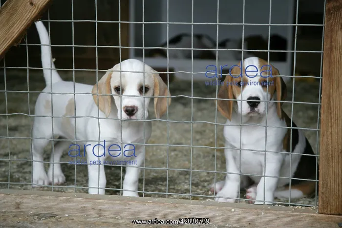  : Dog - Beagle Puppies behind wire fence