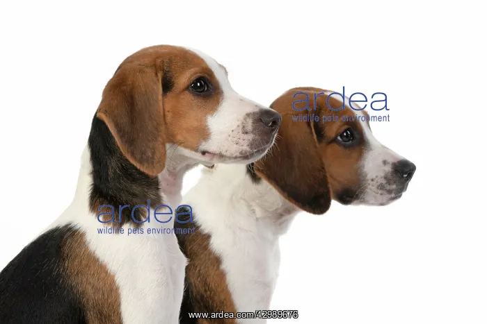 : DOG. Beagle puppies x2 ( 16 weeks old ), portrait : DOG. Beagle puppies x2 ( 16 weeks old ), portrait