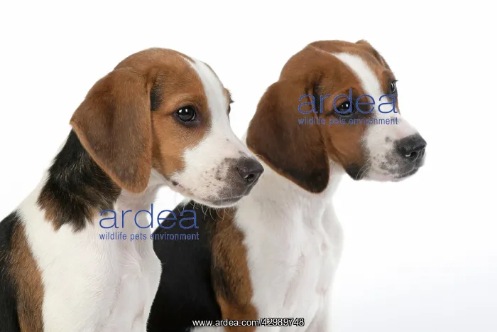 : DOG. Beagle puppies x2 ( 16 weeks old ), portrait : DOG. Beagle puppies x2 ( 16 weeks old ), portrait