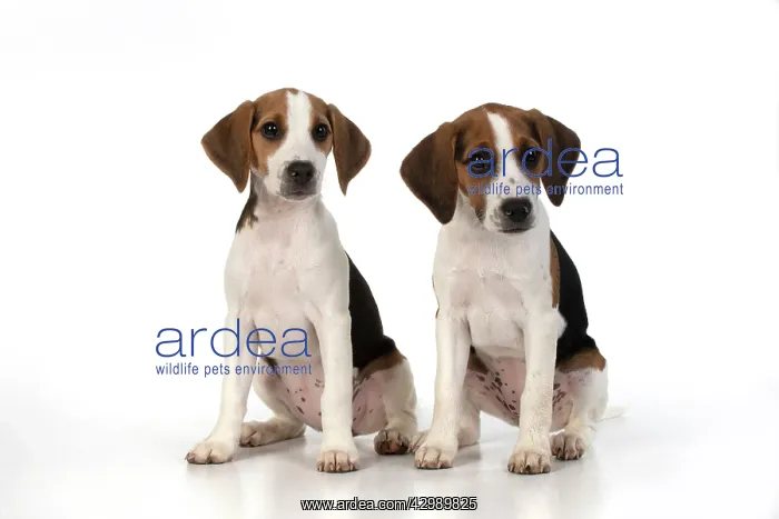: DOG. Beagle puppies x2 ( 16 weeks old ), portrait : DOG. Beagle puppies x2 ( 16 weeks old ), portrait