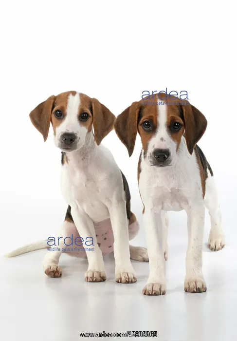  : DOG. Beagle puppies x2 ( 16 weeks old ), portrait