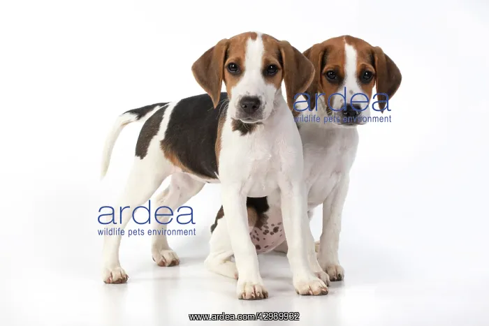  : DOG. Beagle puppies x2 ( 16 weeks old ), portrait