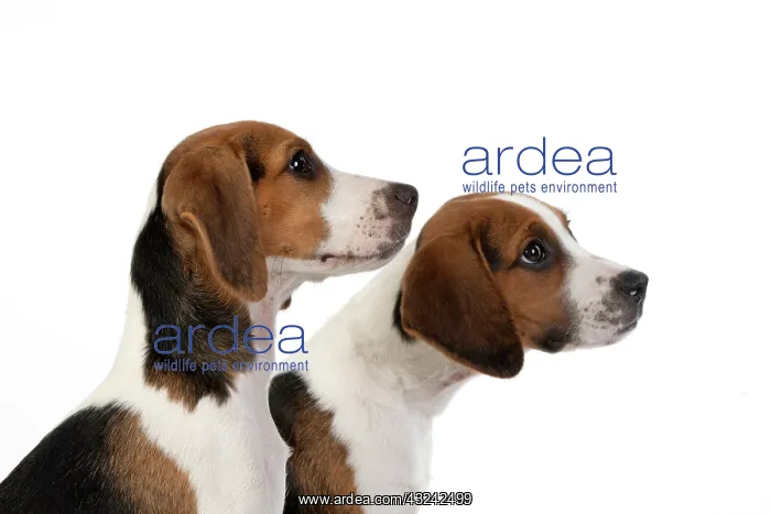 : DOG. Beagle puppies x2 ( 16 weeks old ), portrait : DOG. Beagle puppies x2 ( 16 weeks old ), portrait