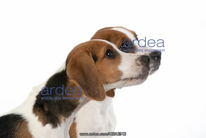 : DOG. Beagle puppies x2 ( 16 weeks old ), portrait : DOG. Beagle puppies x2 ( 16 weeks old ), portrait
