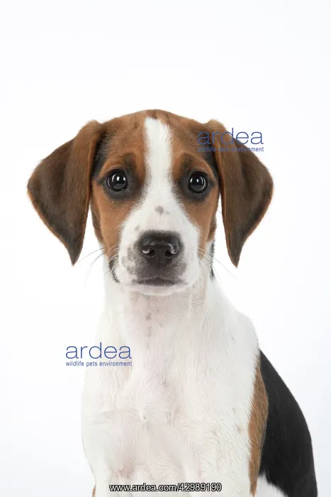 : DOG. Beagle puppy ( 16 weeks old ), portrait, studio : DOG. Beagle puppy ( 16 weeks old ), portrait, studio
