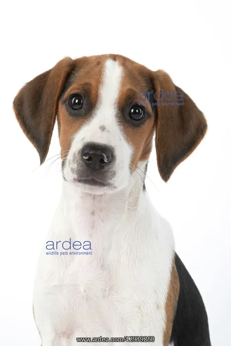 : DOG. Beagle puppy ( 16 weeks old ), portrait, studio : DOG. Beagle puppy ( 16 weeks old ), portrait, studio
