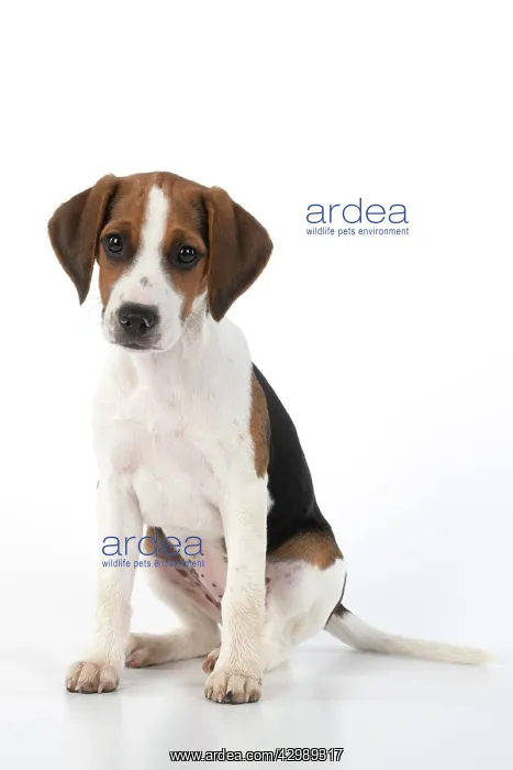 : DOG. Beagle puppy ( 16 weeks old ), portrait, sitting : DOG. Beagle puppy ( 16 weeks old ), portrait, sitting